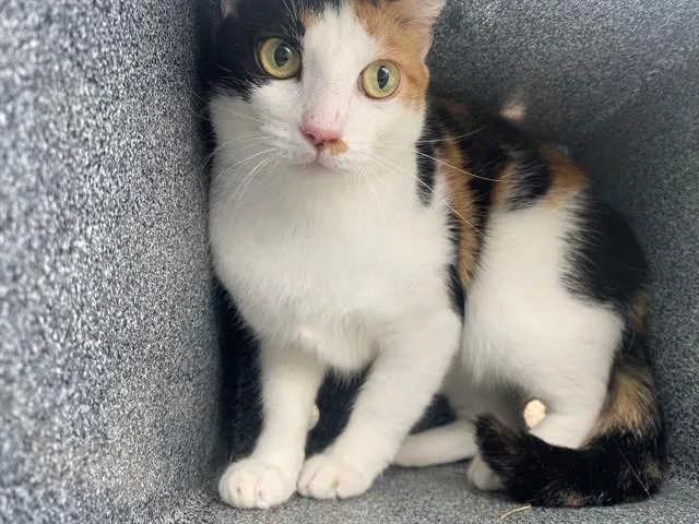 A young medium-sized female Domestic Short Hair cat named Star for adoption in Garland, TX
