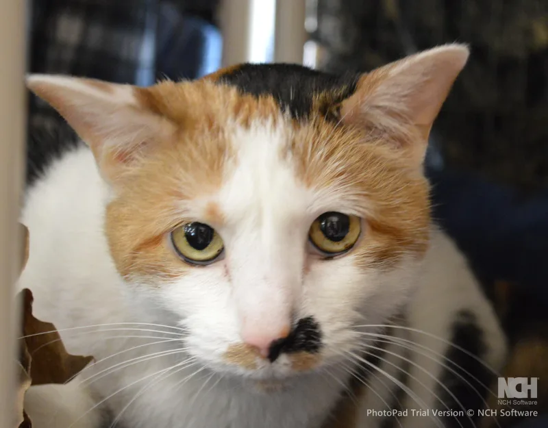 A senior medium-sized male Calico Domestic Short Hair cat named Mischief for adoption in House Springs, MO