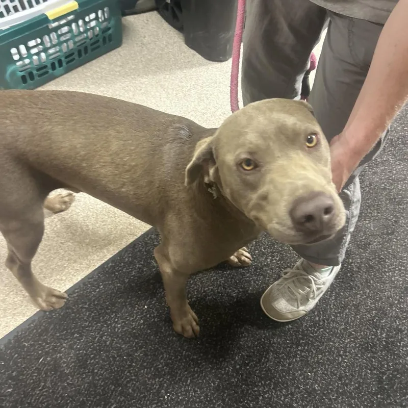 An adult large-sized male Gray / Blue / Silver Labrador Retriever dog named Snuff for adoption in Lewisburg, WV