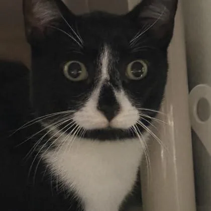 A young medium-sized male Black & White / Tuxedo Domestic Short Hair cat named Max for adoption in Lansing, MI
