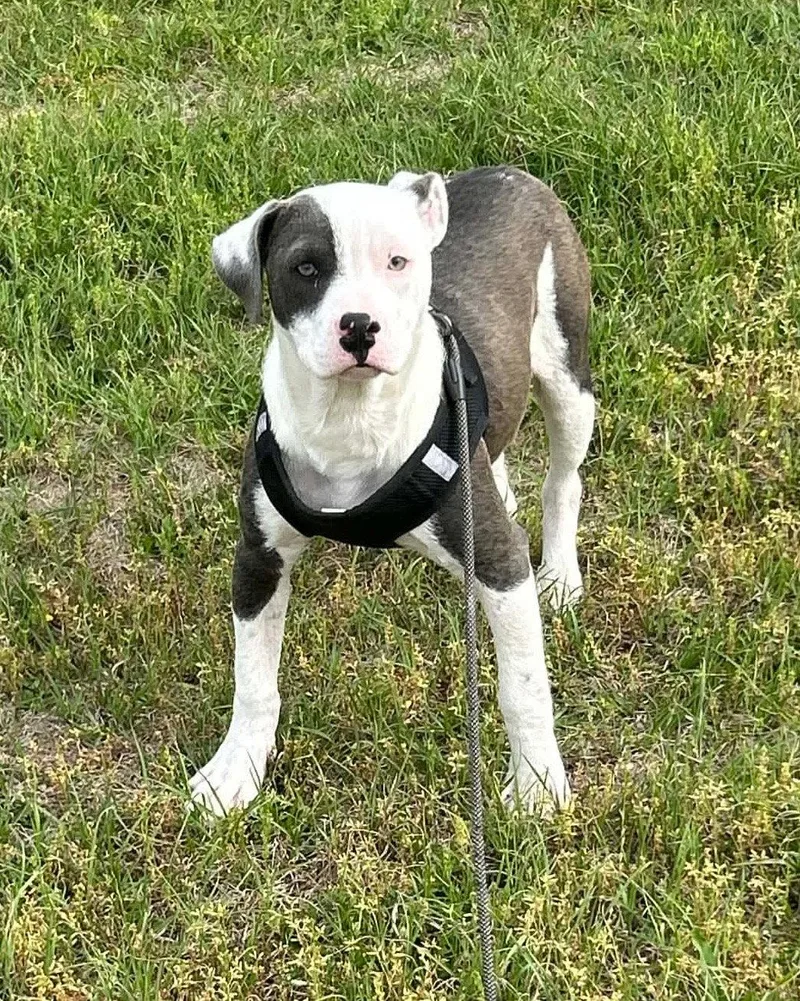 A young large-sized female American Bulldog dog named Bonnie for adoption in Tarrytown, GA