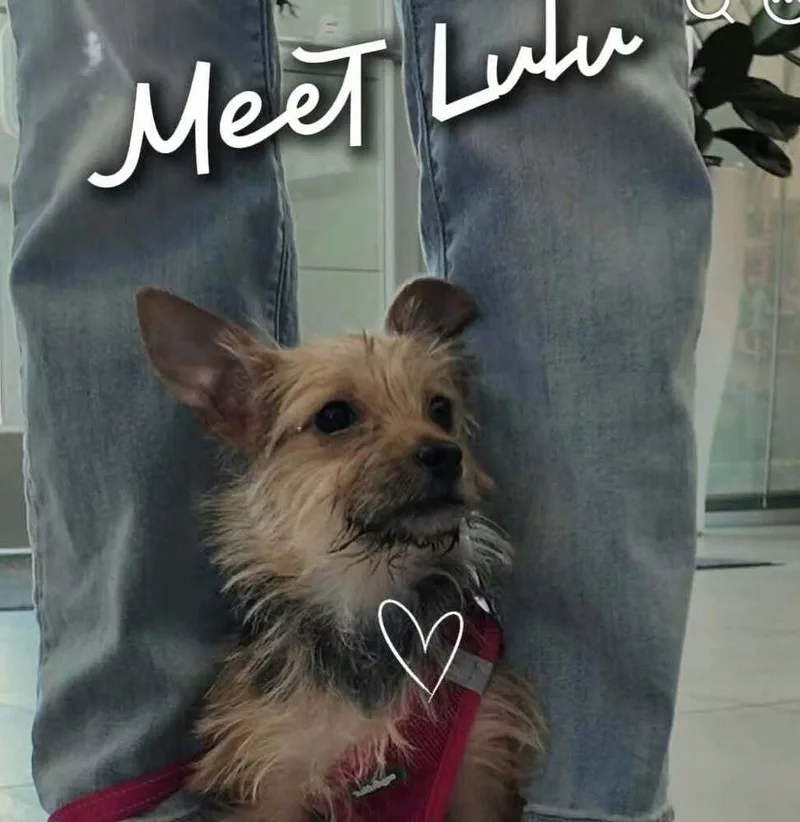 A baby small-sized female Yorkshire Terrier dog named Lil Lulu for adoption in Aurora, IN