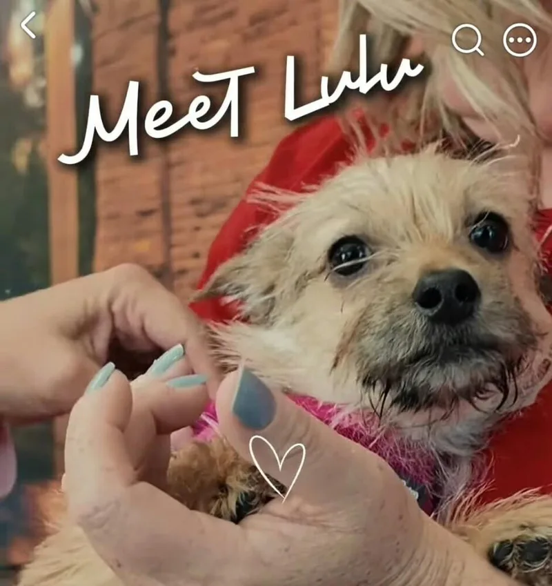 Lil Lulu thumbnail 3