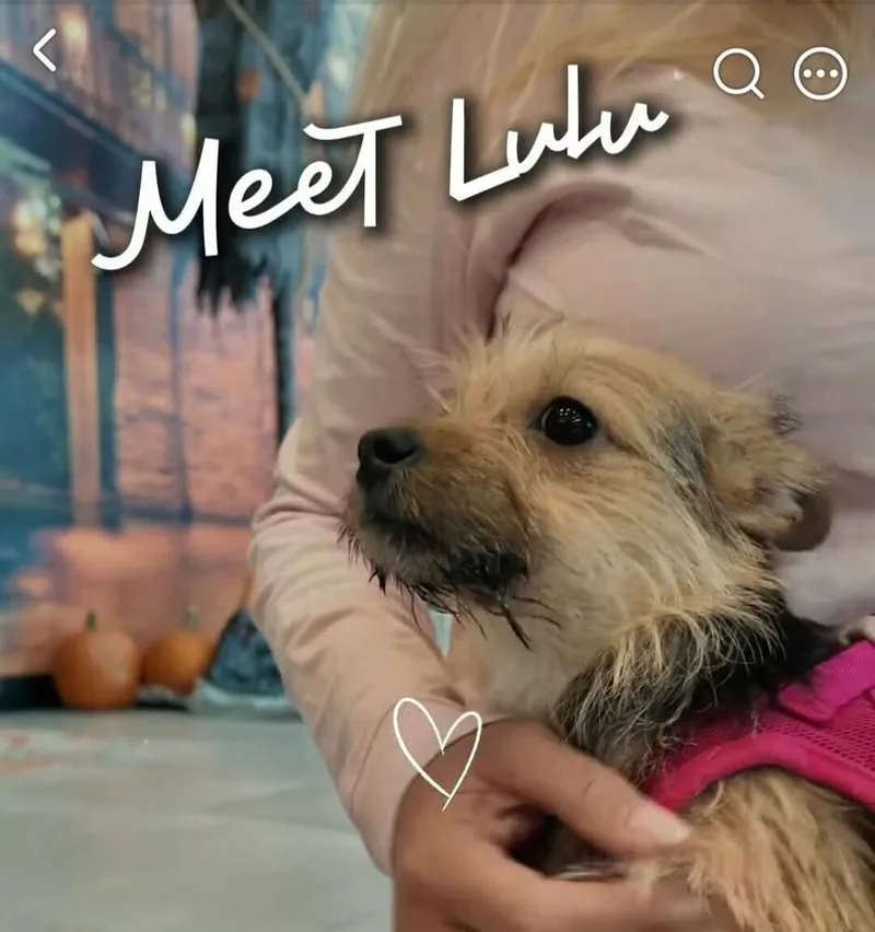 Lil Lulu thumbnail 5
