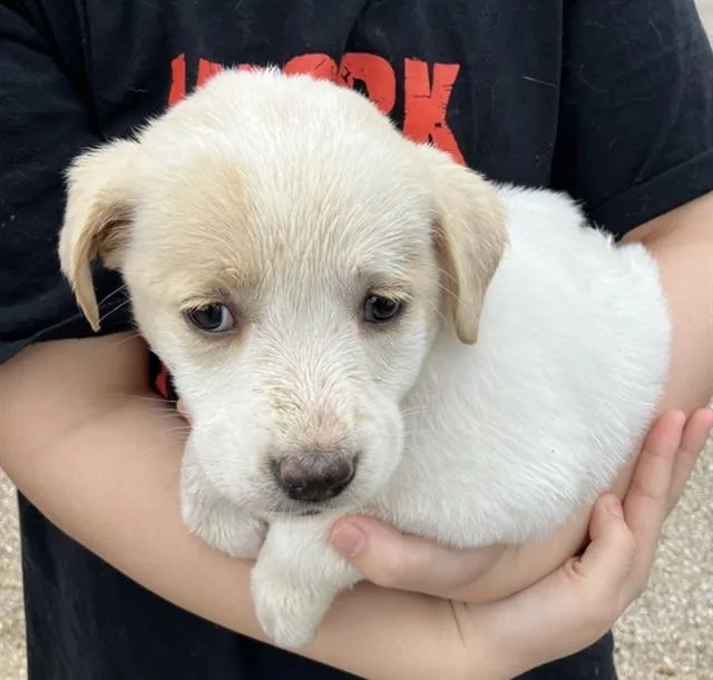 A baby large-sized female Mixed Breed dog named Megan for adoption in Dallas, TX