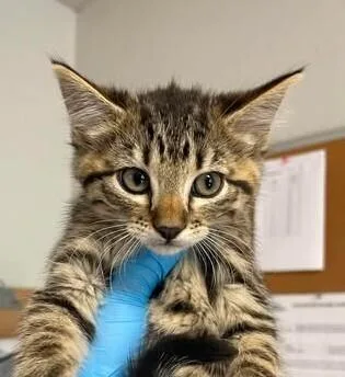 A baby medium-sized female Domestic Short Hair cat named Minke for adoption in Bolivar, MO