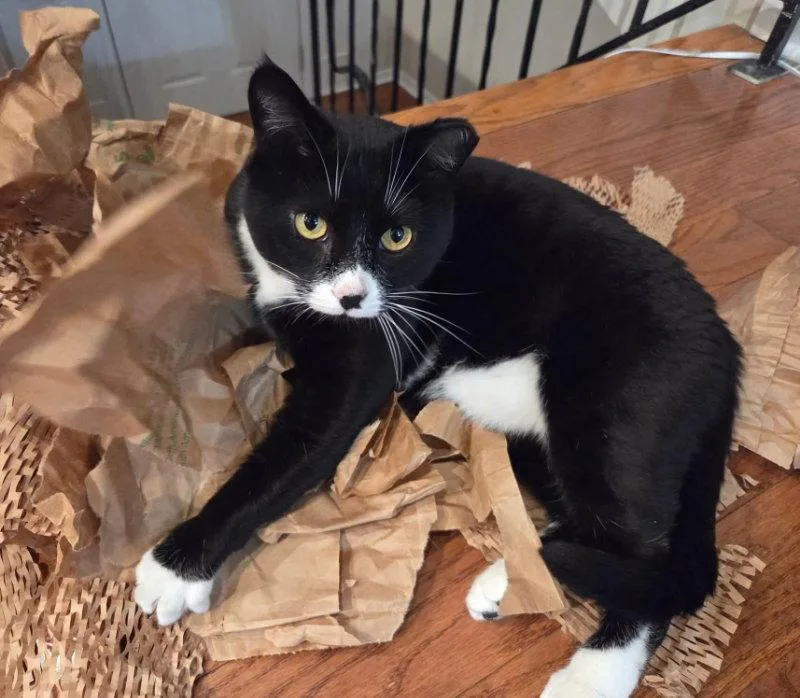 A young medium-sized male Tuxedo cat named Tuxie for adoption in Knoxville, TN