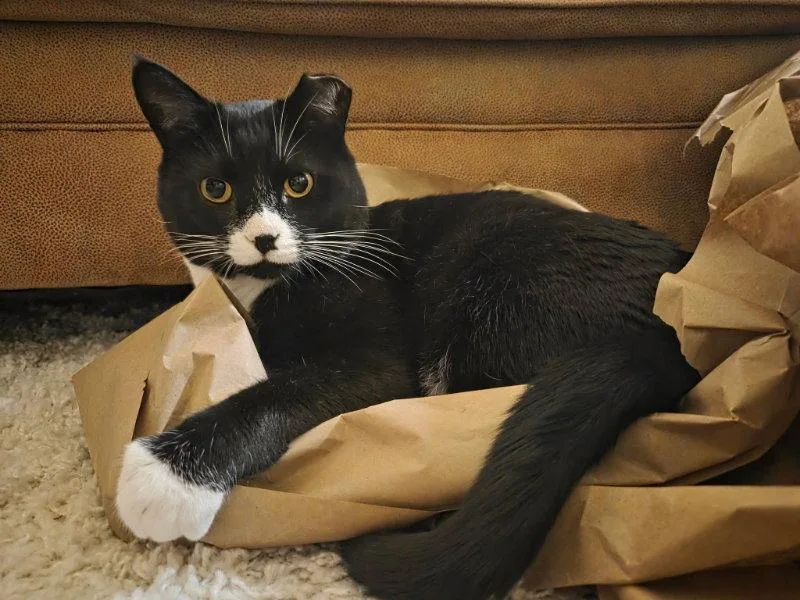 Tuxie thumbnail 2