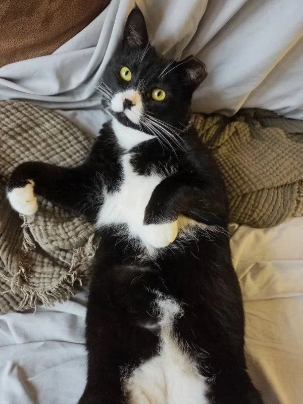 Tuxie thumbnail 3