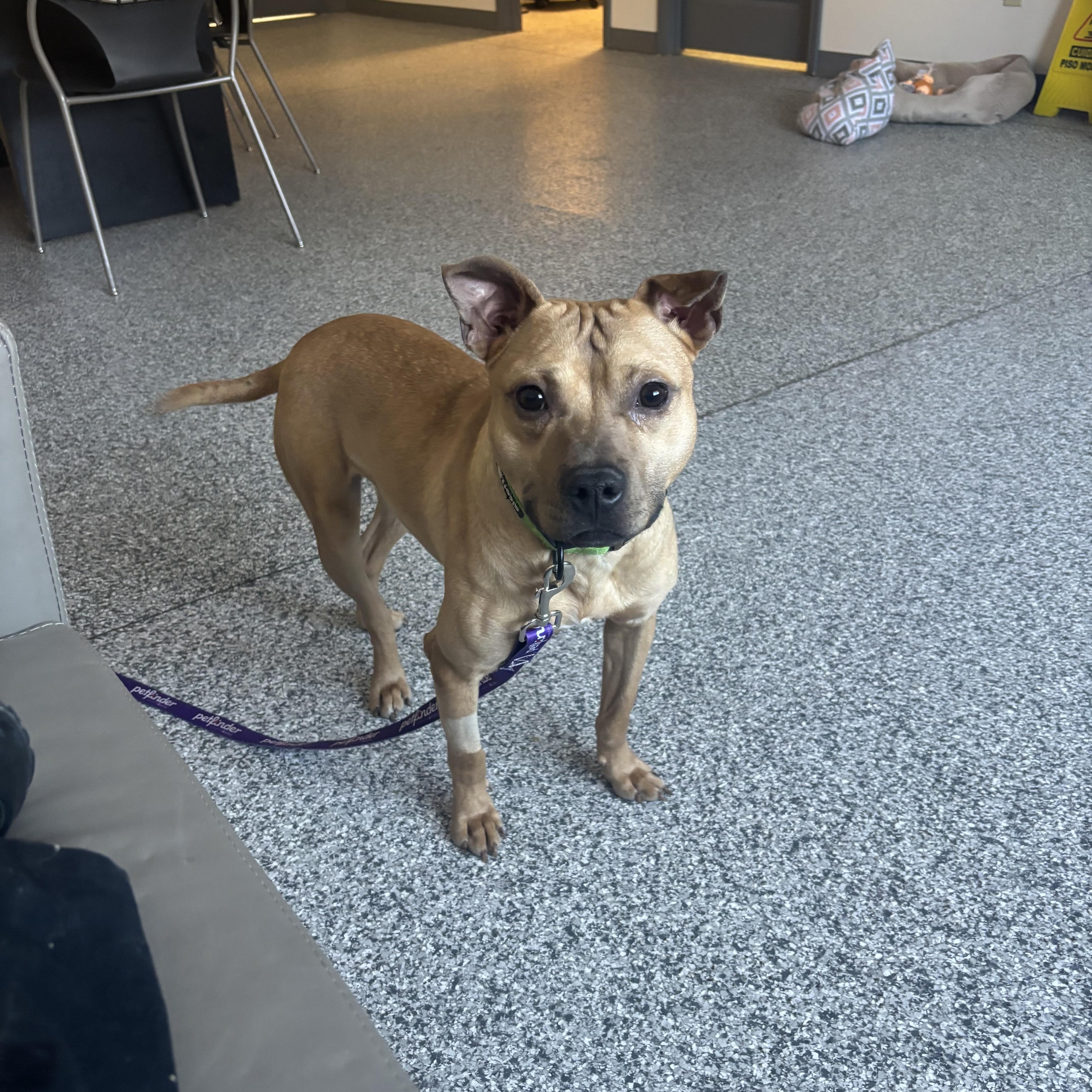 Chewbarka thumbnail 3