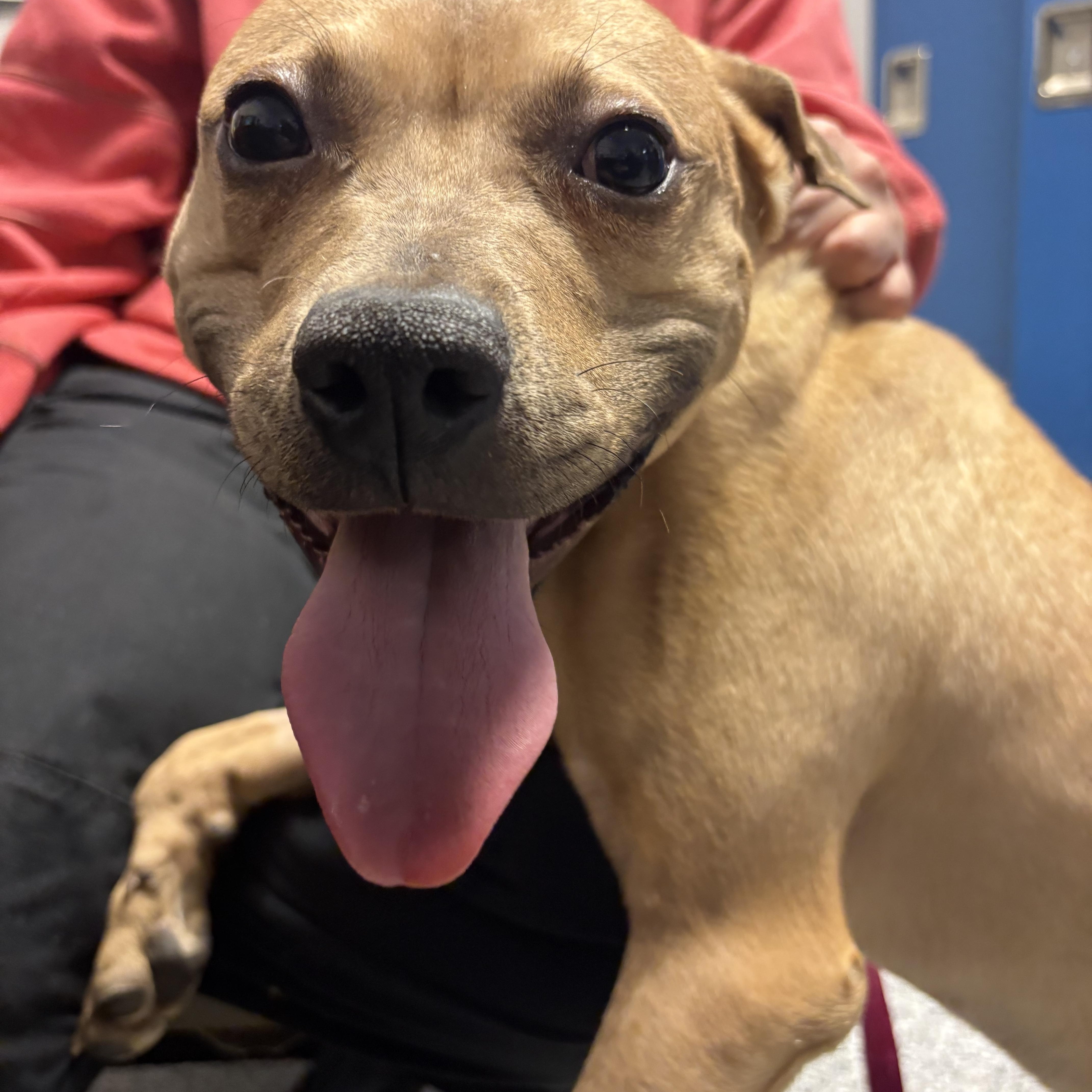 Chewbarka thumbnail 4