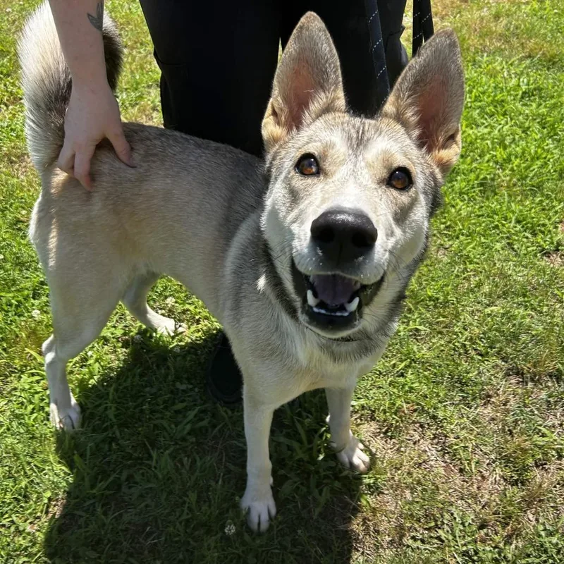 An adult medium-sized female Yellow / Tan / Blond / Fawn Husky dog named Lola for adoption in Greenville, SC