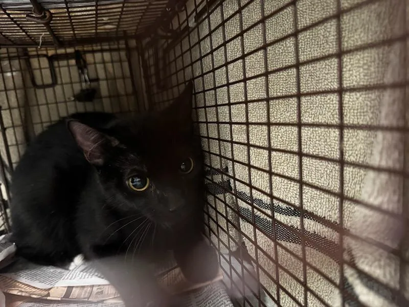 A young medium-sized male Domestic Short Hair cat named Aladdin for adoption in Van Nuys, CA