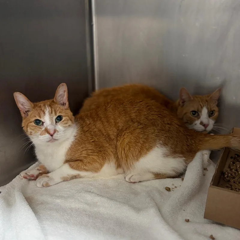 A senior small-sized male Orange / Red Domestic Short Hair cat named Oliver for adoption in Newark, NJ