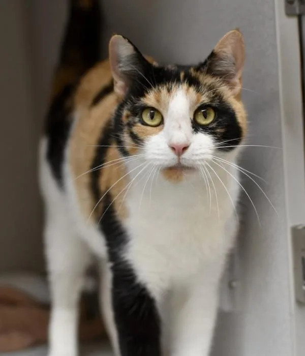 An adult medium-sized female Calico Domestic Short Hair cat named Arwen for adoption in Marietta, GA