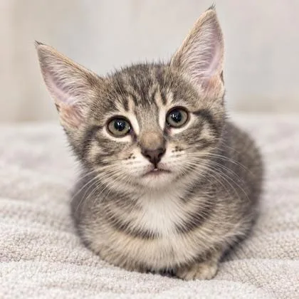 A baby medium-sized female Domestic Short Hair cat named Blinky Florence for adoption in Hudson, MA