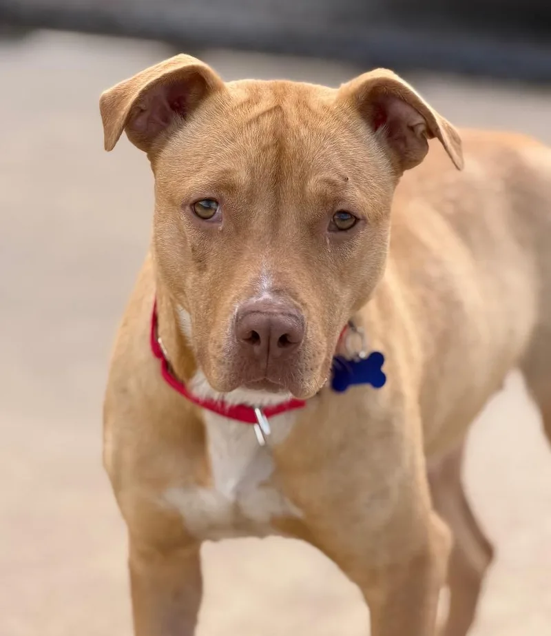 A young medium-sized female Terrier dog named Waffles for adoption in Columbia, IL