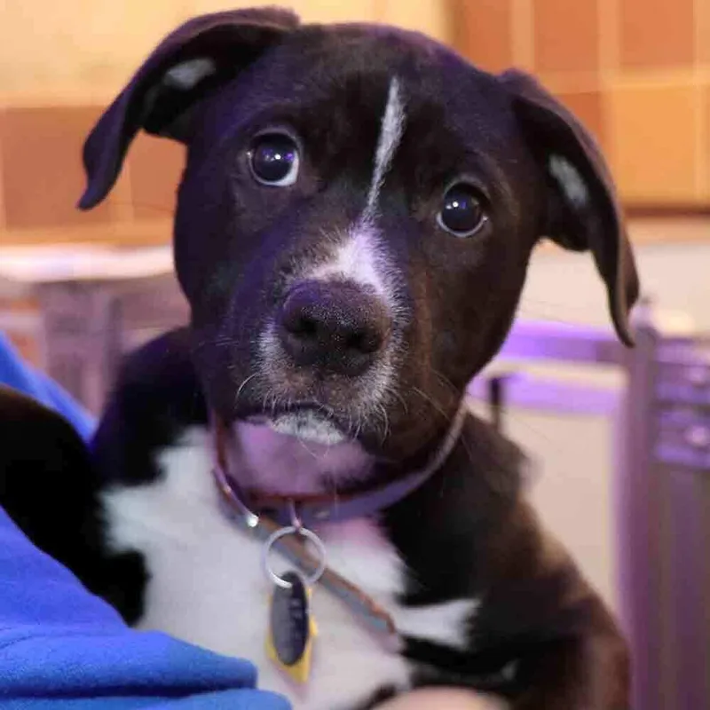 A baby small-sized male Tricolor (Brown, Black, & White) Mixed Breed dog named Oreo for adoption in Port Washington, NY