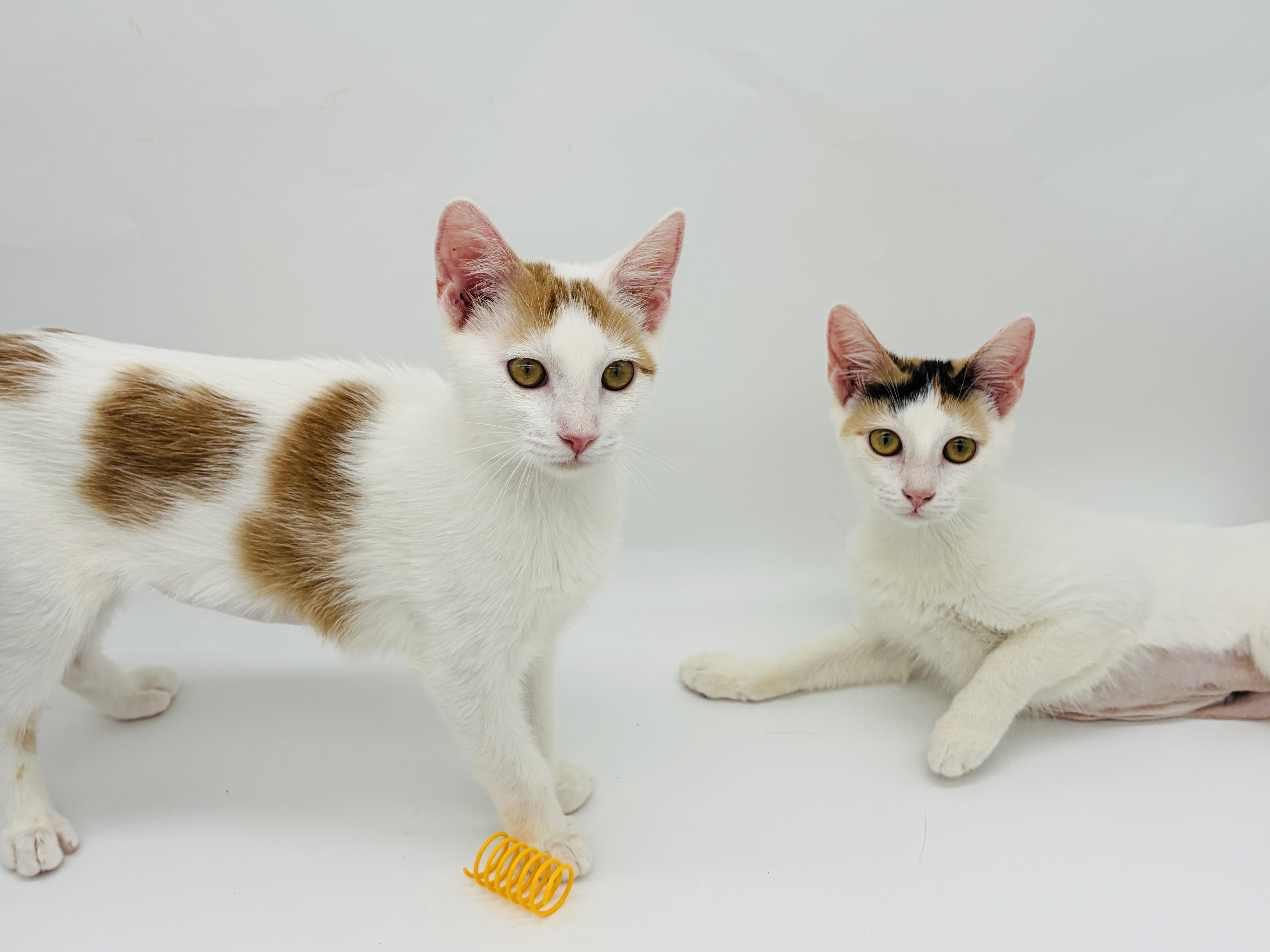 A baby medium-sized female White Turkish Van cat named Heartly & Harbor for adoption in Lucedale, MS