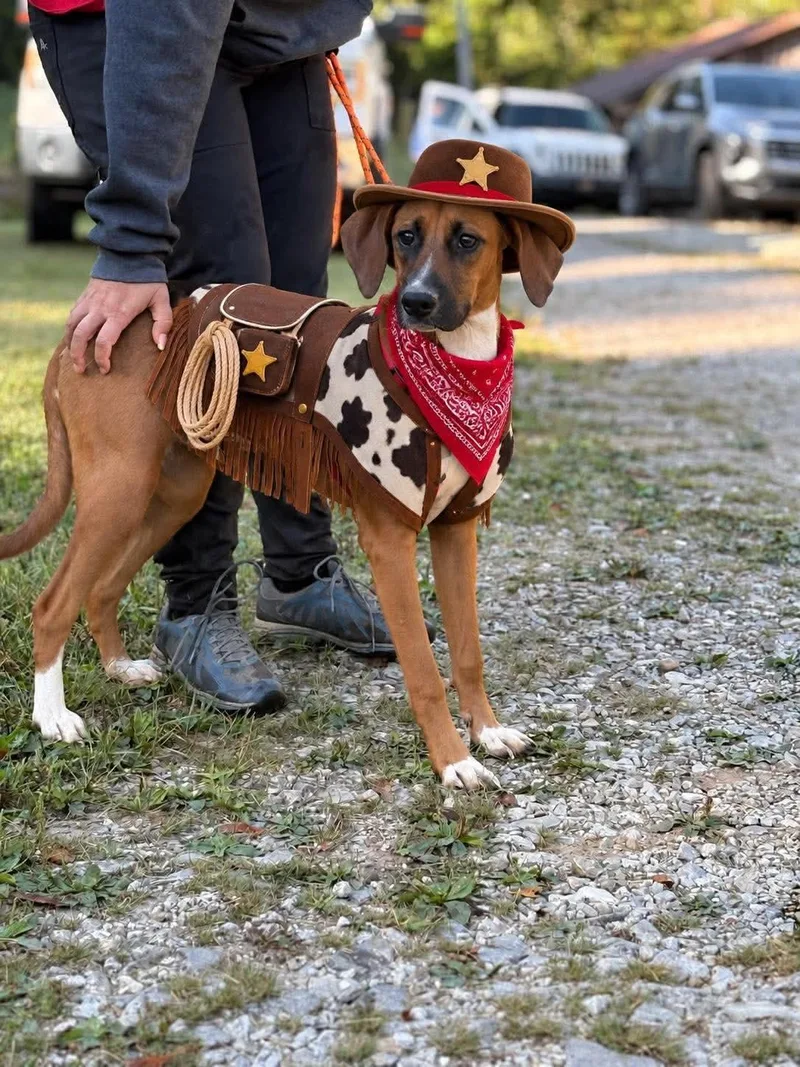 A young medium-sized male Hound dog named Fred for adoption in Westwood, NJ