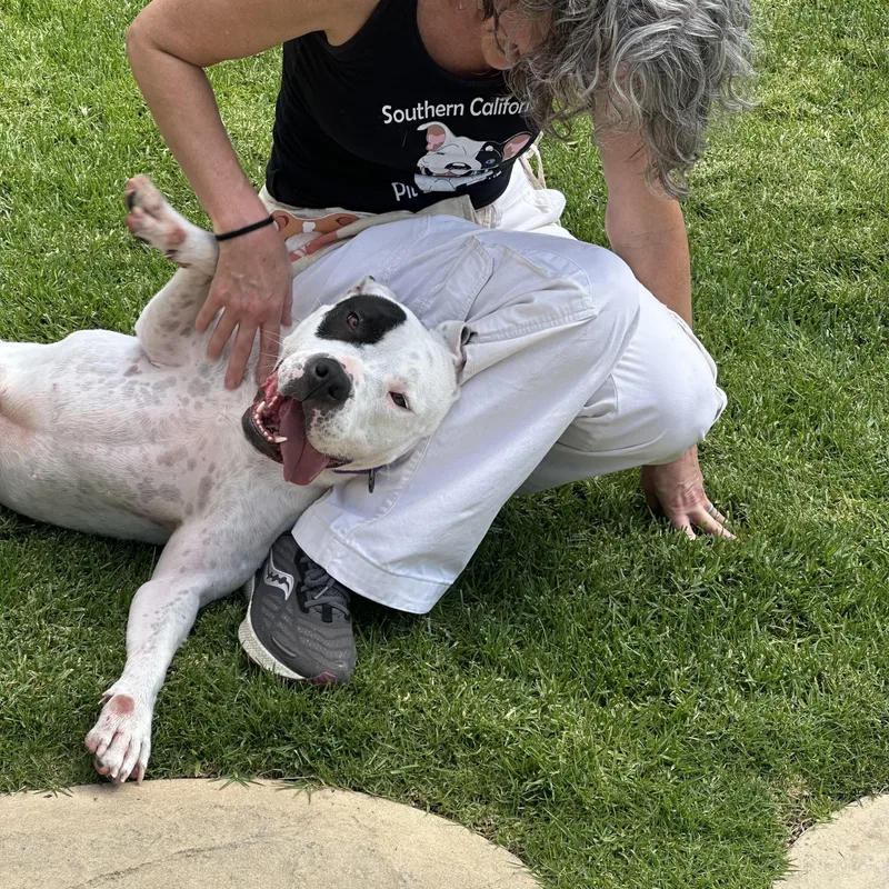 An adult large-sized female White / Cream Pit Bull Terrier dog named Dottie for adoption in Simi Valley, CA
