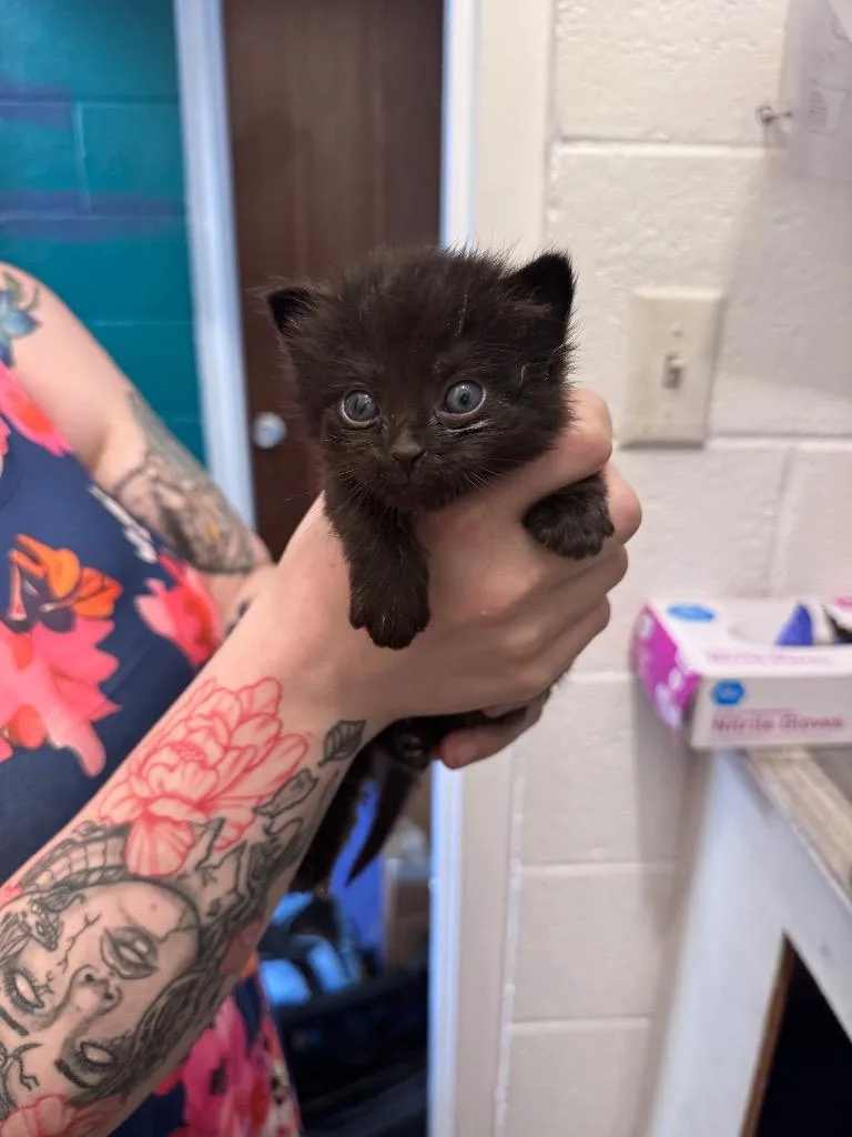 A baby medium-sized male Domestic Short Hair cat named Dale for adoption in Johnson City, TN