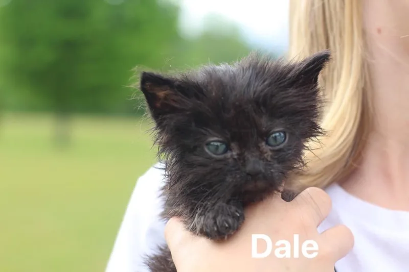Dale thumbnail 2