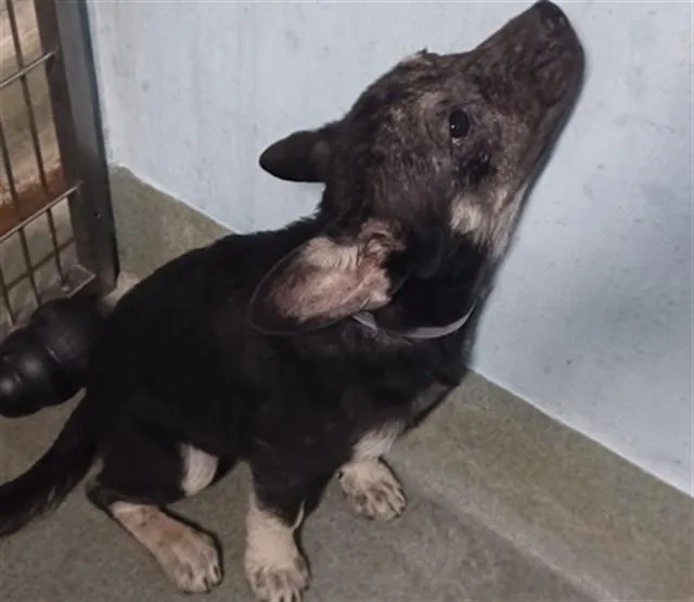 A baby small-sized female German Shepherd Dog dog named Strudel for adoption in Baldwin Park, CA