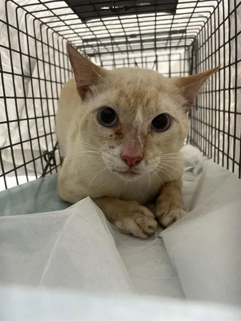 A young small-sized male Domestic Short Hair cat named Astro for adoption in Fort Lauderdale, FL
