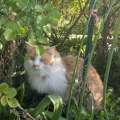 An adult small-sized male Orange / Red Domestic Long Hair cat named Rusty Dial for adoption in Eagle Mountain, UT