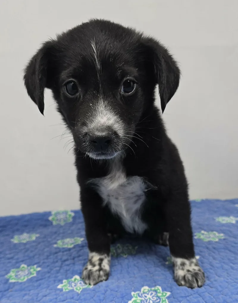 A baby medium-sized female Black Terrier dog named Athens for adoption in New York, NY