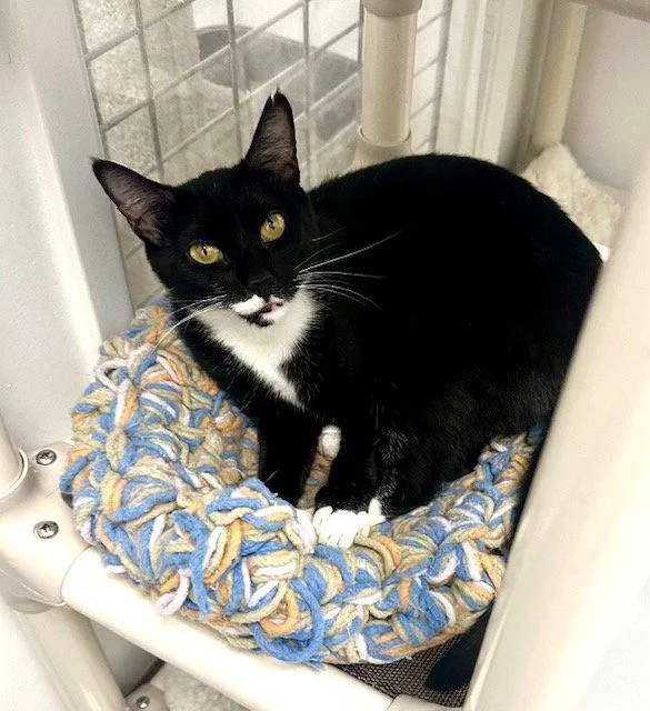 A young small-sized female Tuxedo cat named Melody And Tempo for adoption in West Hills, CA
