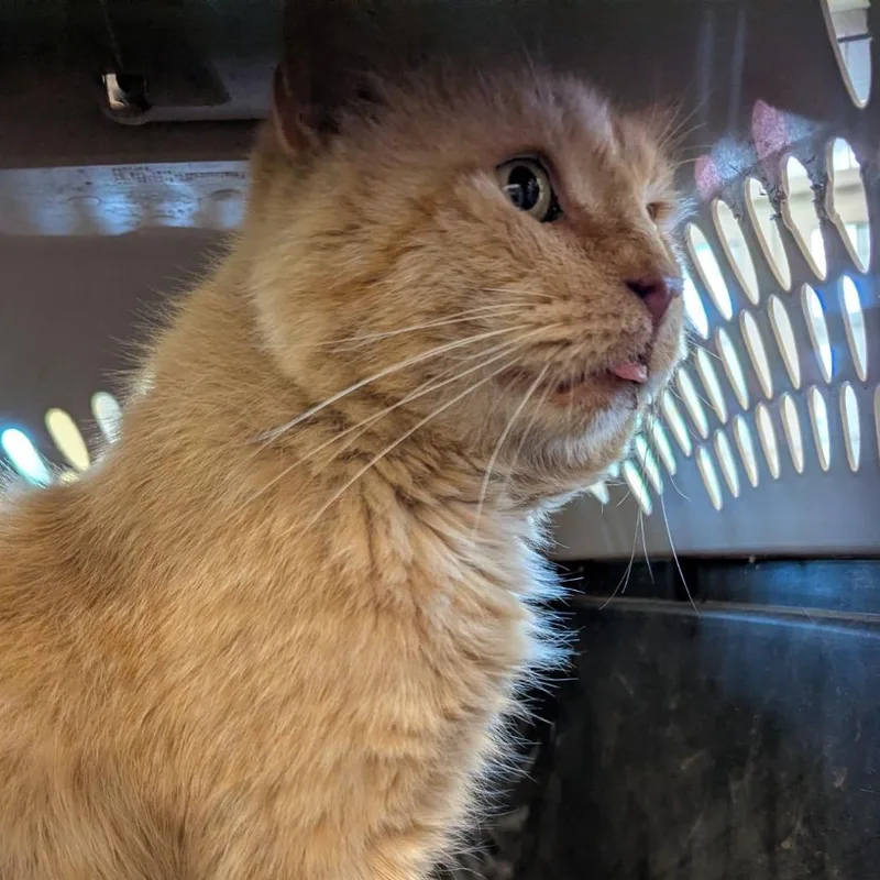 A senior large-sized male Orange / Red Domestic Medium Hair cat named Audi for adoption in Lynchburg, VA