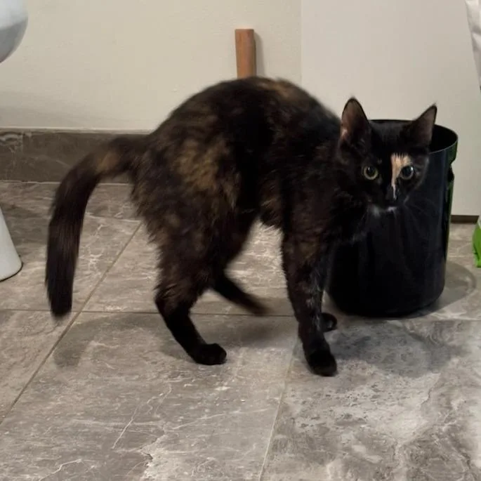 A young medium-sized female Tortoiseshell Domestic Short Hair cat named Sonnet for adoption in Evanston, IL