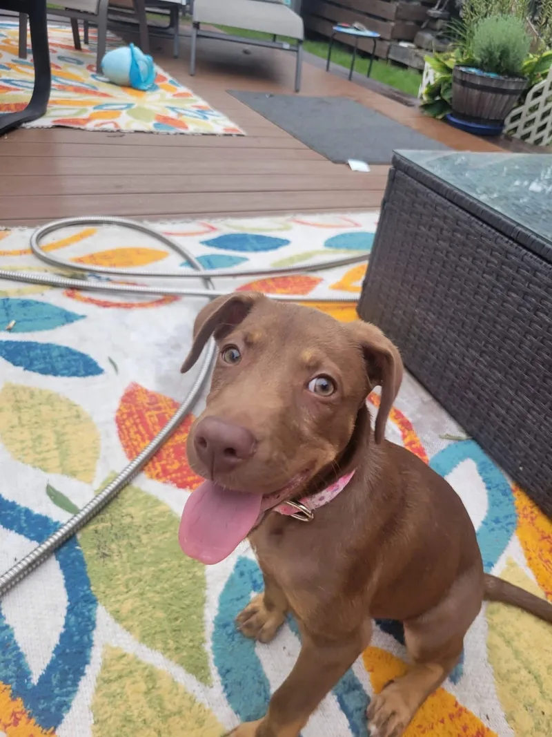 A baby medium-sized female Mixed Breed dog named Indy for adoption in Salisbury, MD