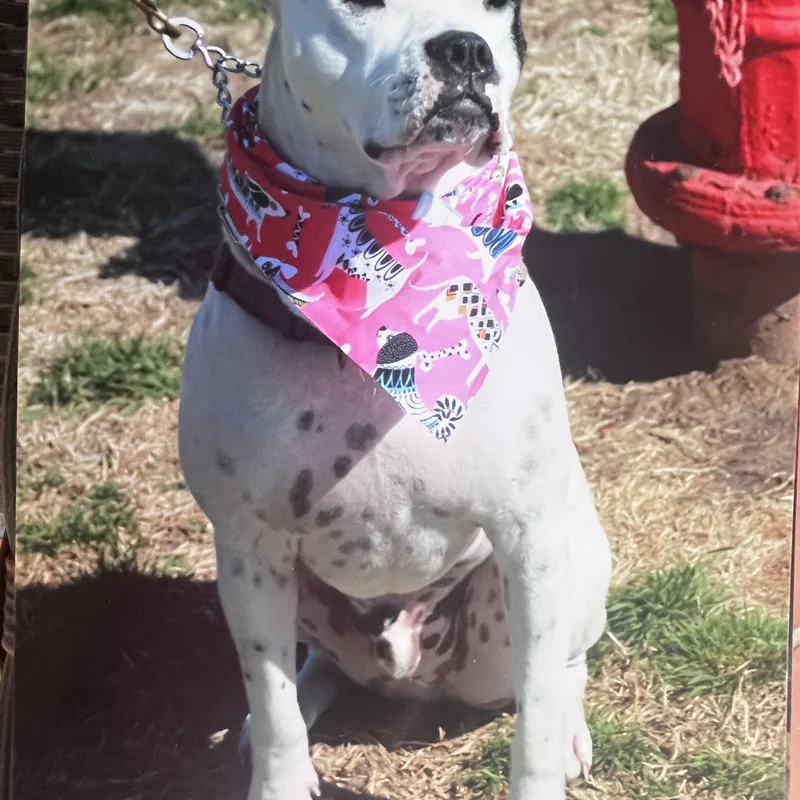 An adult medium-sized male White / Cream American Staffordshire Terrier dog named Bruno for adoption in Hutchinson, KS