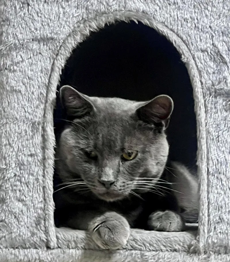 Sheba thumbnail 2