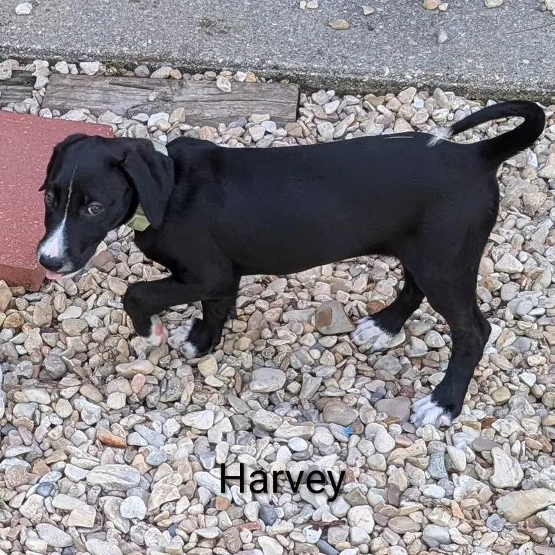 A young medium-sized male Black Labrador Retriever dog named Harvey Scott for adoption in New Orleans, LA
