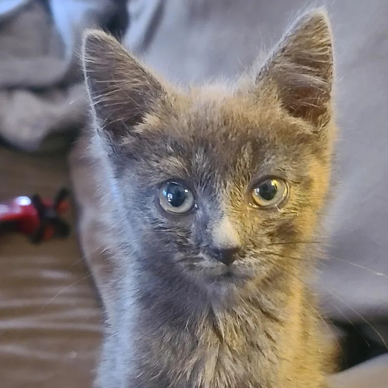 A baby small-sized male Gray / Blue / Silver Domestic Short Hair cat named Neigel for adoption in North Canton, OH