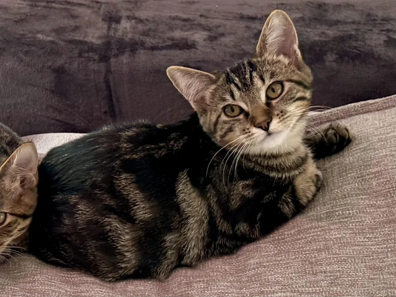 A baby small-sized female Tabby (Brown / Chocolate) Domestic Short Hair cat named Bear for adoption in Nashville, TN