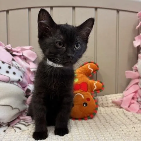 A baby small-sized male Black Domestic Short Hair cat named Tres for adoption in Long Beach, CA