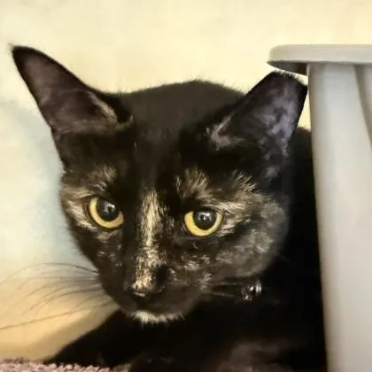 An adult medium-sized female Black Domestic Short Hair cat named Plushie for adoption in Lansing, MI