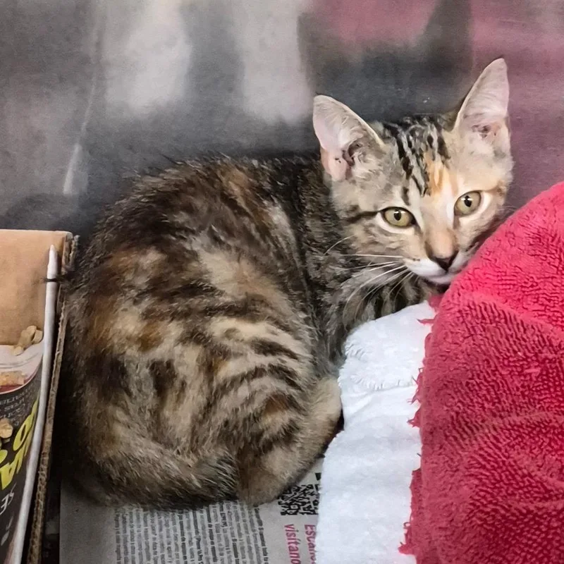 A baby small-sized female Orange / Red Domestic Short Hair cat named Snap for adoption in Vieques, PR