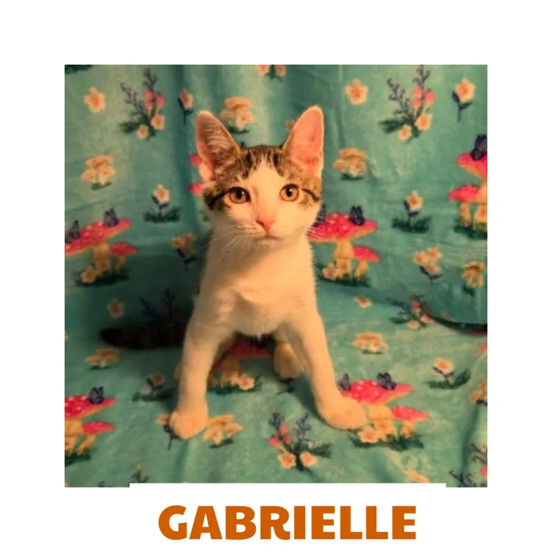 A baby medium-sized female Domestic Short Hair cat named Gabrielle for adoption in Warren, OH