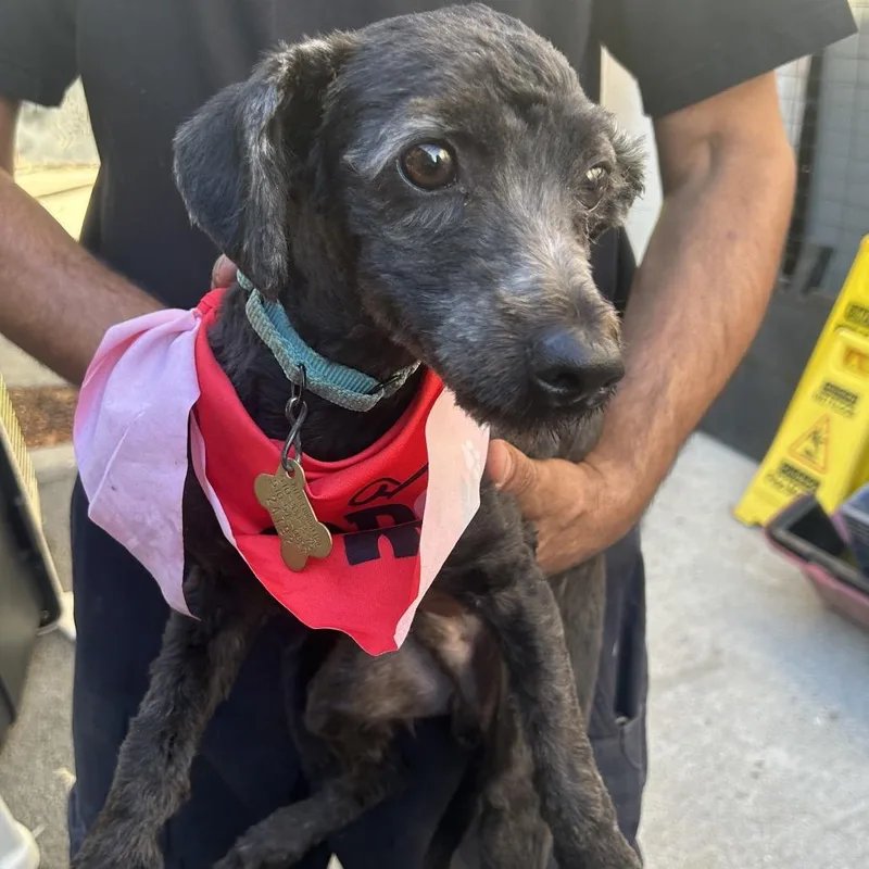 An adult small-sized male Terrier dog named Alvin for adoption in Point Richmond, CA