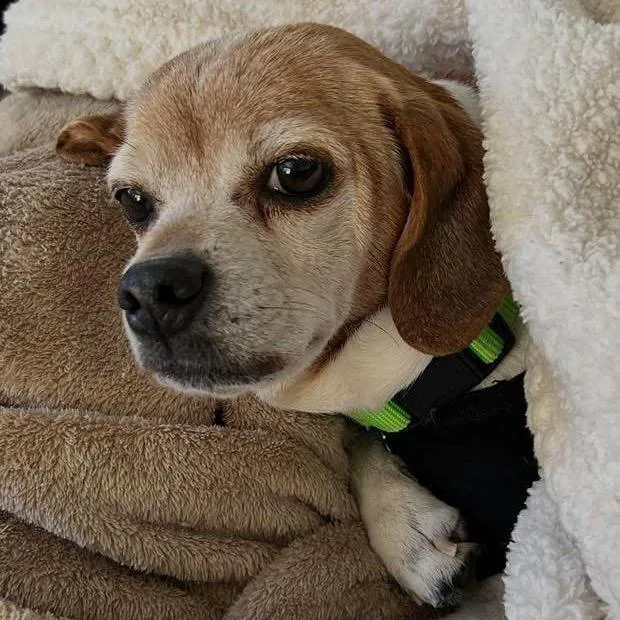 Cinnamon thumbnail 2