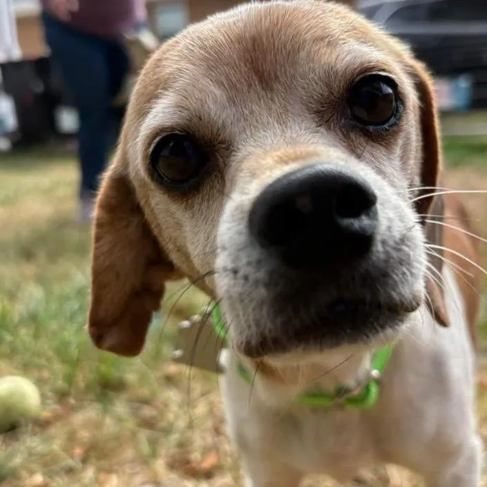 Cinnamon thumbnail 4