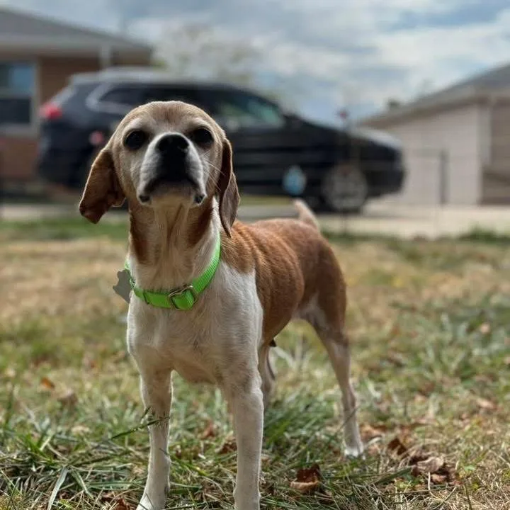 Cinnamon thumbnail 5