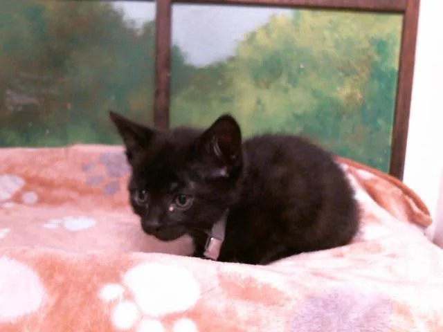 A baby small-sized female Domestic Short Hair cat named Bud for adoption in Houston, TX