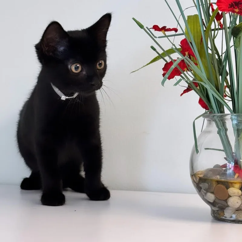 A young small-sized female Black Domestic Short Hair cat named Sunflower for adoption in Syosset, NY
